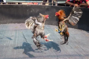 Cách Chơi Đá Gà GA28 Sunwin Hiểu Luật Nhanh Và Dễ Dàng Thắng Cuộc Chuẩn Xác